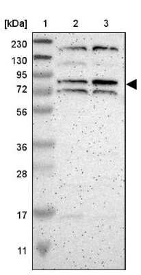 Western Blot: ZNF90 Antibody [NBP1-93683] - Lane 1: Marker  [kDa] 230, 130, 95, 72, 56, 36, 28, 17, 11.  Lane 2: Human cell line RT-4.  Lane 3: Human cell line U-251MG sp