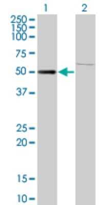 Western Blot: ZNF92 Antibody (1F2) [H00168374-M01] - Analysis of ZNF92 expression in transfected 293T cell line by ZNF92 monoclonal antibody (M01), clone 1F2.Lane 1: ZNF92 transfected lysate(60.2 KDa).Lane 2: Non-transfected lysate.