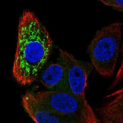 Immunocytochemistry/Immunofluorescence: ZNFX1 Antibody [NBP2-13602] - Immunofluorescent staining of human cell line PC-3 shows localization to mitochondria.