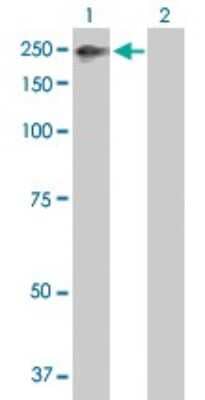 Western Blot: ZNFX1 Antibody [H00057169-B01P] - Analysis of ZNFX1 expression in transfected 293T cell line by ZNFX1 polyclonal antibody.  Lane 1: ZNFX1 transfected lysate(210.98 KDa). Lane 2: Non-transfected lysate.