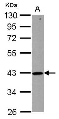 Western Blot ZNHIT2 Antibody
