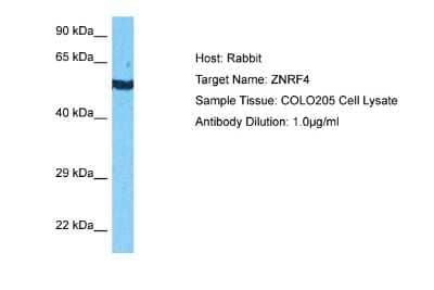 Western Blot ZNRF4 Antibody - BSA Free