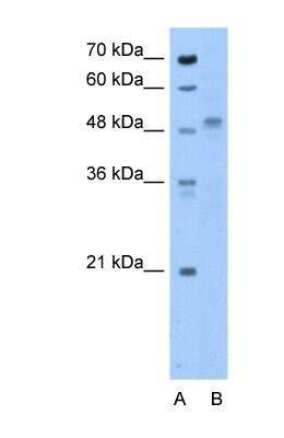 Western Blot ZP4 Antibody