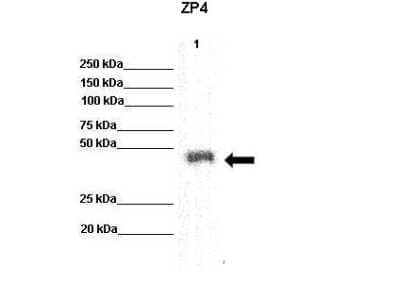 Western Blot: ZP4 Antibody [NBP1-69341] - recombinant human ZP4 protein.