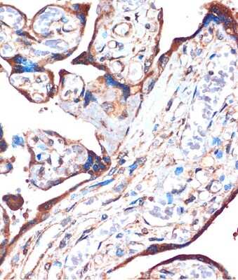 Immunohistochemistry-Paraffin ZPBP Antibody - Azide and BSA Free