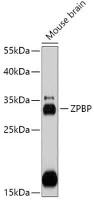 Western Blot ZPBP Antibody - Azide and BSA Free