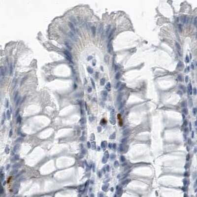 Immunohistochemistry-Paraffin: ZPBP2 Antibody [NBP1-82689] - Staining of human colon.