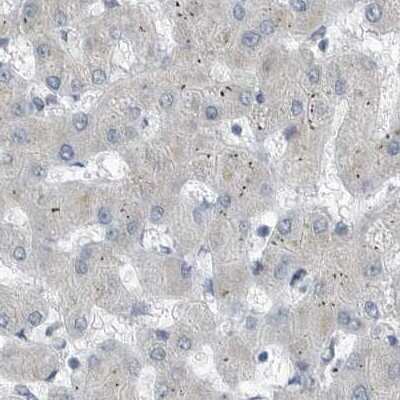 Immunohistochemistry-Paraffin: ZPBP2 Antibody [NBP1-82689] - Staining of human liver.