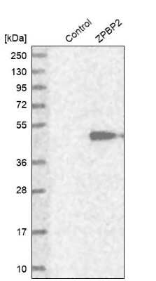 Western Blot: ZPBP2 Antibody [NBP1-82689] - Analysis in control (vector only transfected HEK293T lysate) and ZPBP2 over-expression lysate (Co-expressed with a C-terminal myc-DDK tag (3.1 kDa) in mammalian HEK293T cells).