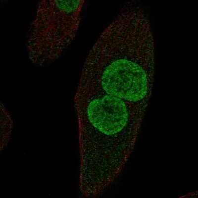 Immunocytochemistry/ Immunofluorescence ZPLD1 Antibody - BSA Free