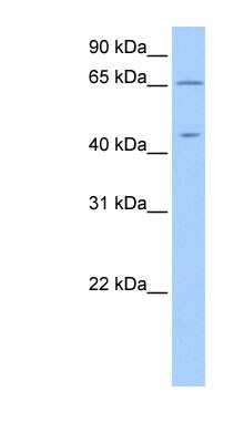Western Blot ZPLD1 Antibody - BSA Free