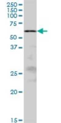 Western Blot: ZRSR2 Antibody [H00008233-B01P] - Analysis of U2AF1L2 expression in human placenta.