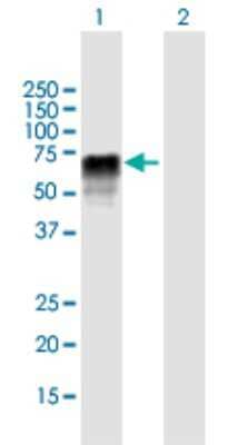 Western Blot: ZRSR2 Antibody [H00008233-B01P] - Analysis of ZRSR2 expression in transfected 293T cell line by ZRSR2 polyclonal antibody.  Lane 1: U2AF1L2 transfected lysate(53.02 KDa). Lane 2: Non-transfected lysate.