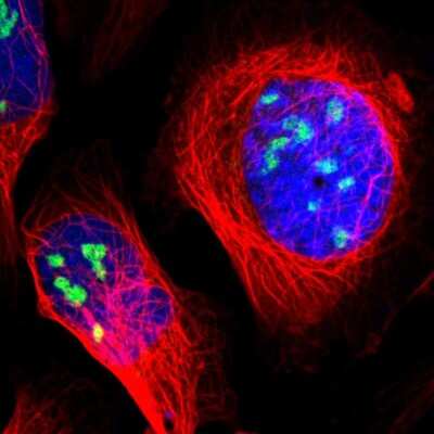 Immunocytochemistry/ Immunofluorescence ZSCAN1 Antibody - BSA Free