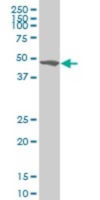 Western Blot: ZSCAN21/ZFP38 Antibody (4B3) [H00007589-M09] - Analysis of ZSCAN21 expression in H9c2 (2-1).