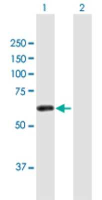 Western Blot: ZSCAN21/ZFP38 Antibody [H00007589-B01P] - Analysis of ZSCAN21 expression in transfected 293T cell line by ZSCAN21 polyclonal antibody.  Lane 1: ZSCAN21 transfected lysate(52.03 KDa). Lane 2: Non-transfected lysate.