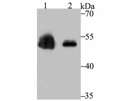 Western Blot: ZSCAN4 Antibody (2-7) [NBP2-75722] - Analysis of Zscan4 on 293 transfected Zscan4 (1) and 293T (2) cell lysates using anti-Zscan4 antibody at 1/500 dilution.