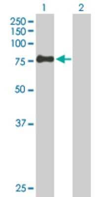 Western Blot: ZSWIM2 Antibody [H00151112-B02P] - Analysis of ZSWIM2 expression in transfected 293T cell line by ZSWIM2 polyclonal antibody.  Lane 1: ZSWIM2 transfected lysate(72.70 KDa). Lane 2: Non-transfected lysate.