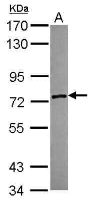 Western Blot ZSWIM2 Antibody