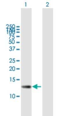 Western Blot: ZSWIM7 Antibody [H00125150-B01P] - Analysis of ZSWIM7 expression in transfected 293T cell line by ZSWIM7 polyclonal antibody.  Lane 1: ZSWIM7 transfected lysate(15.4 KDa). Lane 2: Non-transfected lysate.