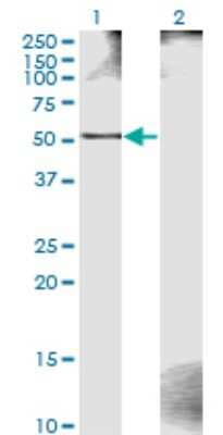 Western Blot: ZWILCH Antibody (1C10) [H00055055-M11] - Analysis of ZWILCH expression in transfected 293T cell line by ZWILCH monoclonal antibody (M11), clone 1C10. Lane 1: ZWILCH transfected lysate (Predicted MW: 54.2 KDa). Lane 2: Non-transfected lysate.