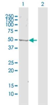 Western Blot: ZWILCH Antibody [H00055055-D01P] - Analysis of ZWILCH expression in transfected 293T cell line by ZWILCH polyclonal antibody.Lane 1: ZWILCH transfected lysate(54.20 KDa).Lane 2: Non-transfected lysate.