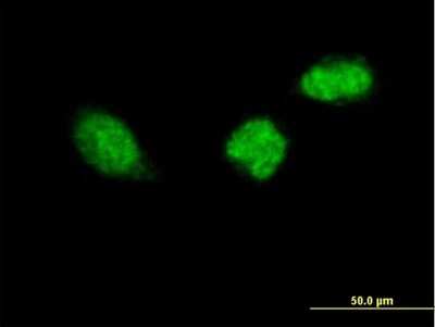 Immunocytochemistry/Immunofluorescence: ZWINT Antibody [H00011130-B01P] - Analysis of purified antibody to ZWINT on HeLa cell. (antibody concentration 10 ug/ml)