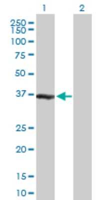 Western Blot: ZWINT Antibody [H00011130-B01P] - Analysis of ZWINT expression in transfected 293T cell line by ZWINT polyclonal antibody.  Lane 1: ZWINT transfected lysate(30.47 KDa). Lane 2: Non-transfected lysate.