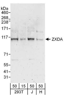 Western Blot ZXDA Antibody - BSA Free