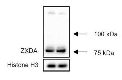Western Blot ZXDA Antibody - BSA Free