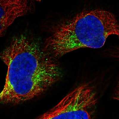 Immunocytochemistry/ Immunofluorescence ZYG11B Antibody - BSA Free