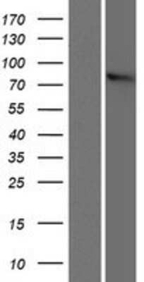 Western Blot: ZYG11B Overexpression Lysate (Adult Normal) [NBP2-06305] Left-Empty vector transfected control cell lysate (HEK293 cell lysate); Right -Over-expression Lysate for ZYG11B.