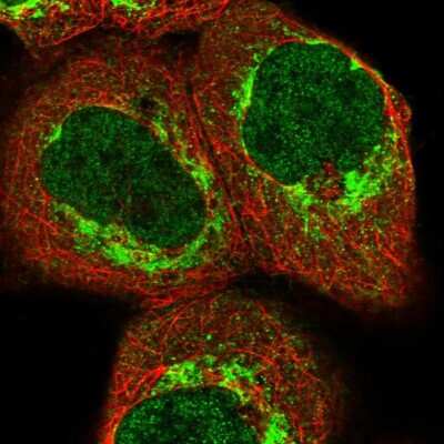 Immunocytochemistry/ Immunofluorescence ZZEF1 Antibody - BSA Free