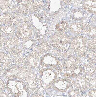 Immunohistochemistry-Paraffin: ZZEF1 Antibody [NBP1-83827] -  Staining of human kidney shows moderate to strong cytoplasmic positivity in cells in tubules.