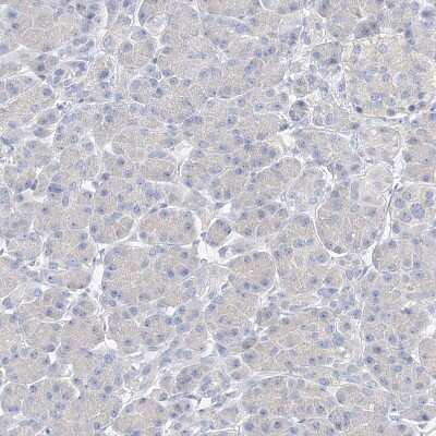 Immunohistochemistry-Paraffin: ZZEF1 Antibody [NBP1-83828] - Staining of human pancreas shows no positivity in exocrine glandular cells.