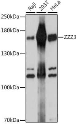 Western Blot ZZZ3 Antibody - Azide and BSA Free