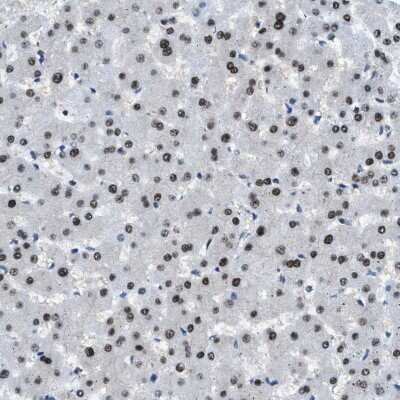 Immunohistochemistry-Paraffin: Zeta Opioid Receptor Antibody [NBP1-90340] - Staining of human liver shows nuclear positivity in hepatocytes.