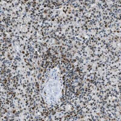 Immunohistochemistry-Paraffin: Zeta Opioid Receptor Antibody [NBP1-90340] - Staining of human spleen shows high expression.