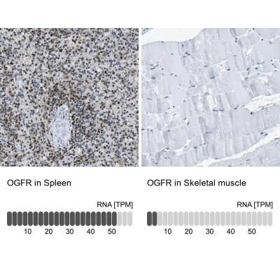 <b>Orthogonal Strategies Validation. </b>Immunohistochemistry-Paraffin: Zeta Opioid Receptor Antibody [NBP1-90340] - Staining in human spleen and skeletal muscle tissues using anti-OGFR antibody. Corresponding OGFR RNA-seq data are presented for the same tissues.