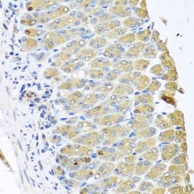 Immunohistochemistry-Paraffin: Zeta Opioid Receptor Antibody [NBP2-94528] - Paraffin-embedded mouse stomach using Zeta Opioid Receptor .