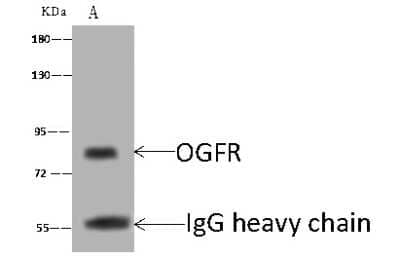 Immunoprecipitation: Zeta Opioid Receptor Antibody [NBP2-99484] - Zeta Opioid Receptor was immunoprecipitated using: Lane A: 0.5 mg HepG2 Whole Cell Lysate 4 ul anti-Zeta Opioid Receptor rabbit polyclonal antibody and 60 ug of Immunomagnetic beads Protein A/G.  Primary antibody: Anti-Zeta Opioid Receptor rabbit polyclonal antibody, at 1:100 dilution. Secondary antibody: Goat Anti-Rabbit IgG (H+L)/HRP at 1/10000 dilution. Developed using the ECL technique. Performed under reducing conditions. Predicted band size: 73 kDa. Observed band size: 90 kDa