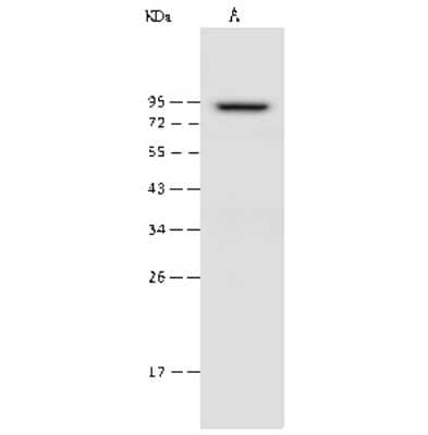 Western Blot: Zeta Opioid Receptor Antibody [NBP2-99484] - Anti-Zeta Opioid Receptor rabbit polyclonal antibody at 1:500 dilution. Lane A: HepG2 Whole Cell Lysate Lysates/proteins at 30 ug per lane. Secondary Goat Anti-Rabbit IgG (H+L)/HRP at 1/10000 dilution. Developed using the ECL technique. Performed under reducing conditions. Predicted band size: 73 kDa