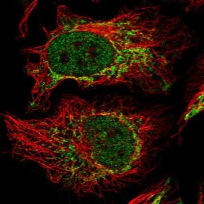 Immunocytochemistry/Immunofluorescence: Zhangfei Antibody [NBP2-57754] - Staining of human cell line HeLa shows localization to nucleoplasm & mitochondria. Antibody staining is shown in green.