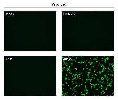 Immunocytochemistry/ Immunofluorescence Zika Virus (H/PF/2013) Envelope Antibody (GT363) - Azide and BSA Free
