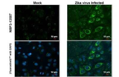 Immunocytochemistry/ Immunofluorescence Zika Virus (H/PF/2013) Envelope Antibody (GT363) - Azide and BSA Free