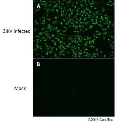 Immunocytochemistry/ Immunofluorescence Zika Virus (H/PF/2013) Envelope Antibody - BSA Free