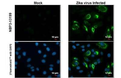Immunocytochemistry/ Immunofluorescence Zika Virus (H/PF/2013) Envelope Antibody - BSA Free