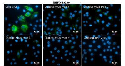 Immunocytochemistry/ Immunofluorescence Zika Virus (H/PF/2013) Envelope Antibody - BSA Free