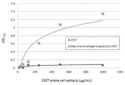 Sandwich ELISA: Zika Virus (H/PF/2013) Envelope Antibody [NBP3-13205] - Sandwich ELISA detection of non-transfected and transfected 293T whole cell extracts using NBP3-13587 as capture antibody at concentration of 5 ug/mL and NBP3-13205 as detection antibody at concentration of 1 ug/mL. Rabbit IgG antibody (HRP) (NBP2-19301) was diluted at 1:10000 and used to detect the primary antibody.
