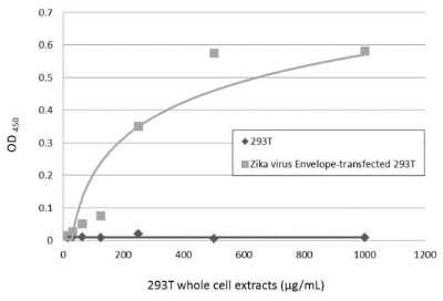 Sandwich ELISA: Zika Virus (H/PF/2013) Envelope Antibody [NBP3-13205] - Sandwich ELISA detection of non-transfected and transfected 293T whole cell extracts using NBP3-13588 as capture antibody at concentration of 5 ug/mL and NBP3-13205 as detection antibody at concentration of 1 ug/mL. Rabbit IgG antibody (HRP) (NBP2-19301) was diluted at 1:10000 and used to detect the primary antibody.